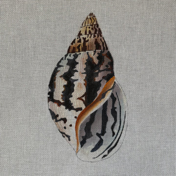 Seashell Front