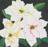Giant White Poinsettias