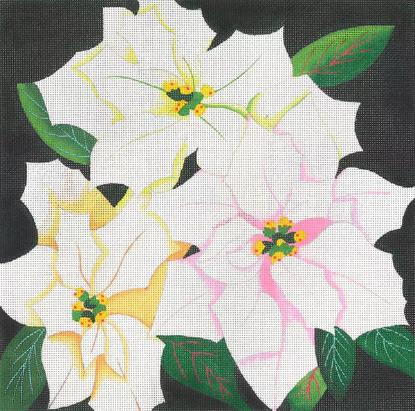 Giant White Poinsettias