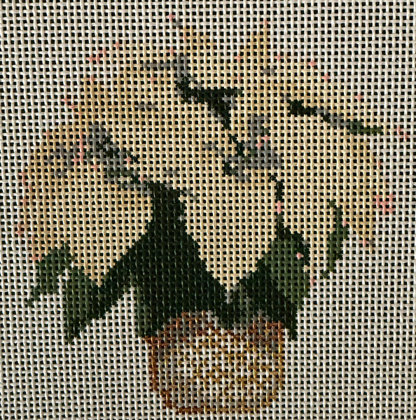 White Poinsettia
