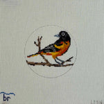 Baltimore Oriole