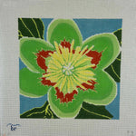 Tulip Poplar Blossom
