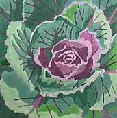 Ornamental Cabbage