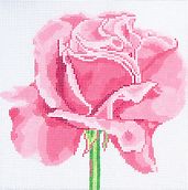 Pink Rose